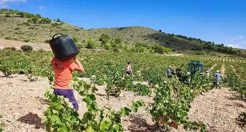  El campo reclama m&aacute;s ayudas para el sector ante la sequ&iacute;a que azota el pa&iacute;s. (Archivo) 
