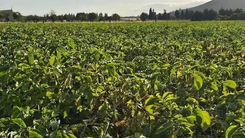 La agricultura ecol&oacute;gica ha crecido de forma exponencial en Mallorca.