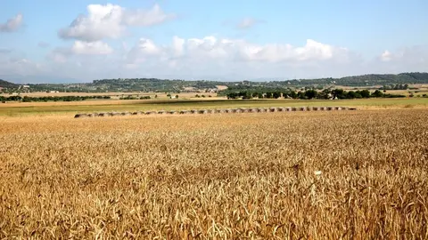 Nuevo pago de Agricultura al sector primario de las Islas Baleares: el FOGAIBA abona 7,42 millones de euros de las ayudas de la PAC 2024