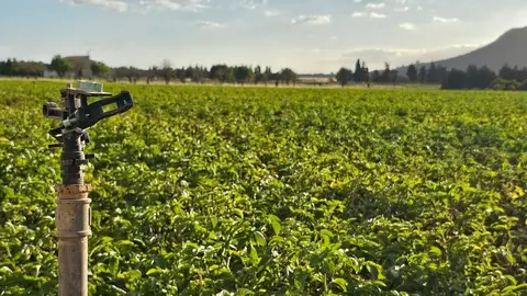 Imagen de un campo de cultivo en Mallorca.