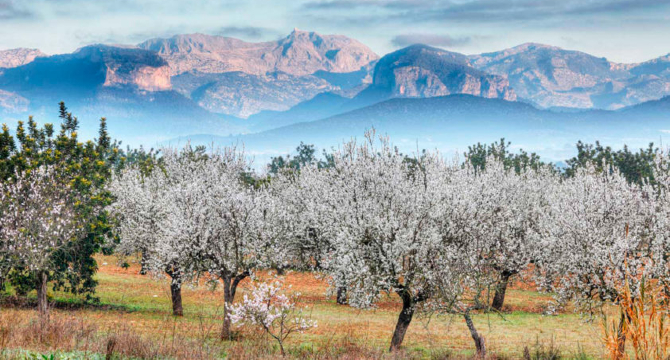 almendros-mallorca-son-brull-842x474