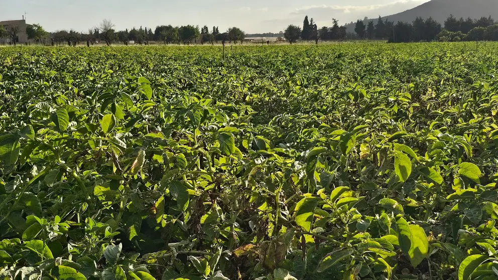 La agricultura ecol&oacute;gica ha crecido de forma exponencial en Mallorca.