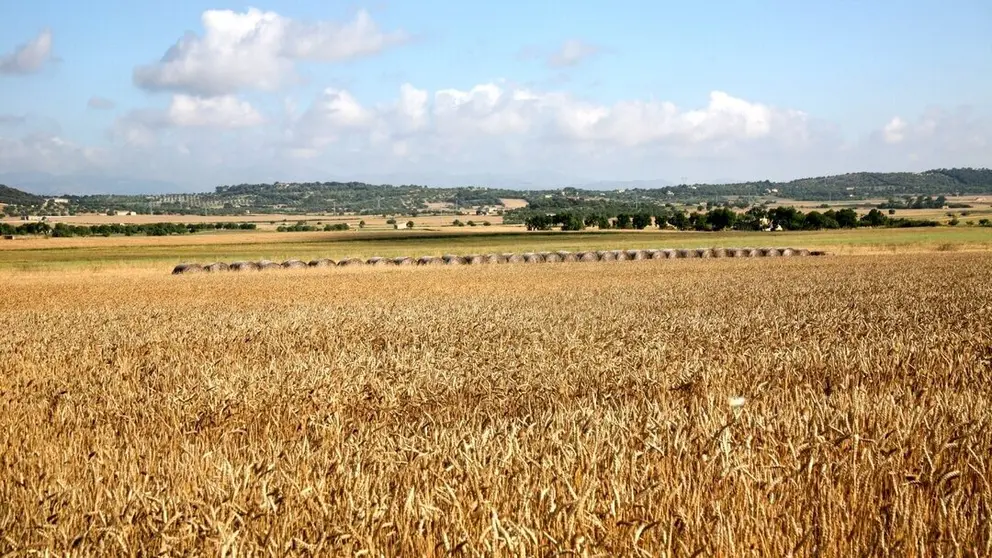 Nuevo pago de Agricultura al sector primario de las Islas Baleares: el FOGAIBA abona 7,42 millones de euros de las ayudas de la PAC 2024