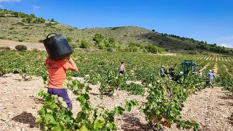  El campo reclama m&aacute;s ayudas para el sector ante la sequ&iacute;a que azota el pa&iacute;s. (Archivo) 