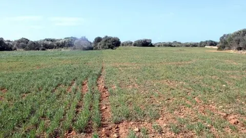 Imagen de agricultura. (Archivo)