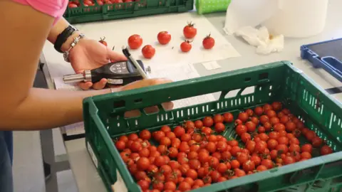 Tomate de ramallet. (Archivo)