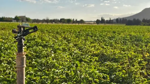 Imagen de un campo de cultivo en Mallorca.