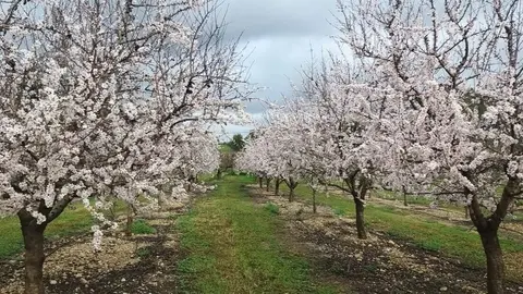 Imagen de una finca. (Govern de les Illes Balears)