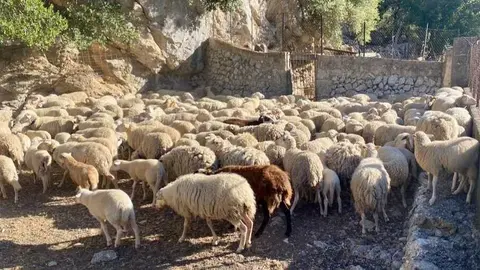 Imagen de una explotaci&oacute;n ganadera. (Caib)